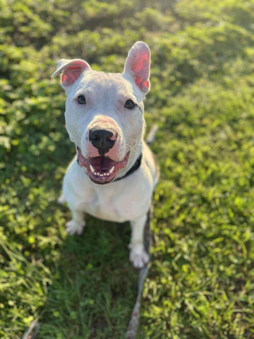 Marvin AKA Romello