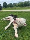 Romeo AKA Marvin - Adoption Pending