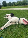Romeo AKA Marvin - Adoption Pending