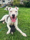 Romeo AKA Marvin - Adoption Pending