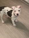 Romeo AKA Marvin - Adoption Pending