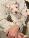 Romeo AKA Marvin - Adoption Pending