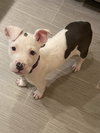 Romeo AKA Marvin - Adoption Pending
