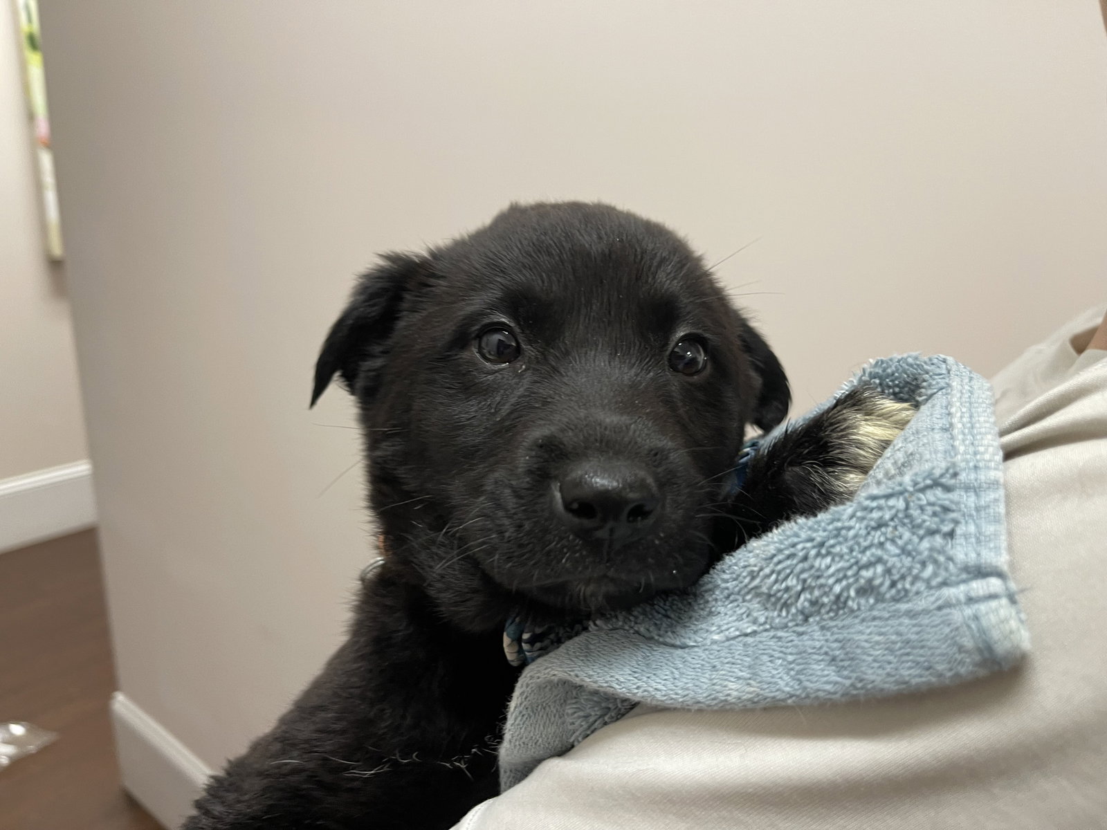 Dog adoption in Holly Springs, NC 27540 Flatcoated Retriever / Great