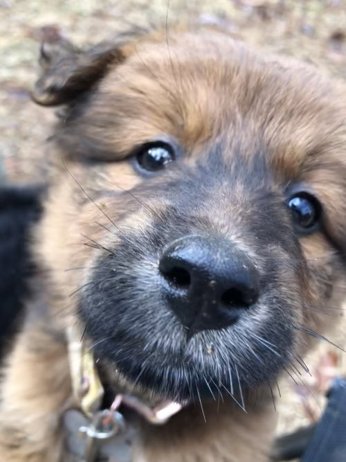 Lila