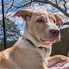 adoptable Dog in holly springs, NC named Asher - December Litter