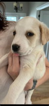 Corbin - December Litter