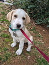 Corbin - December Litter