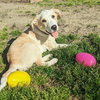 Corbin - December Litter