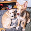 Corbin - December Litter