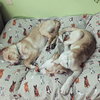 Corbin - December Litter