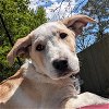 adoptable Dog in , NC named Corbin - December Litter
