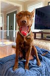adoptable Dog in , NC named Daytona