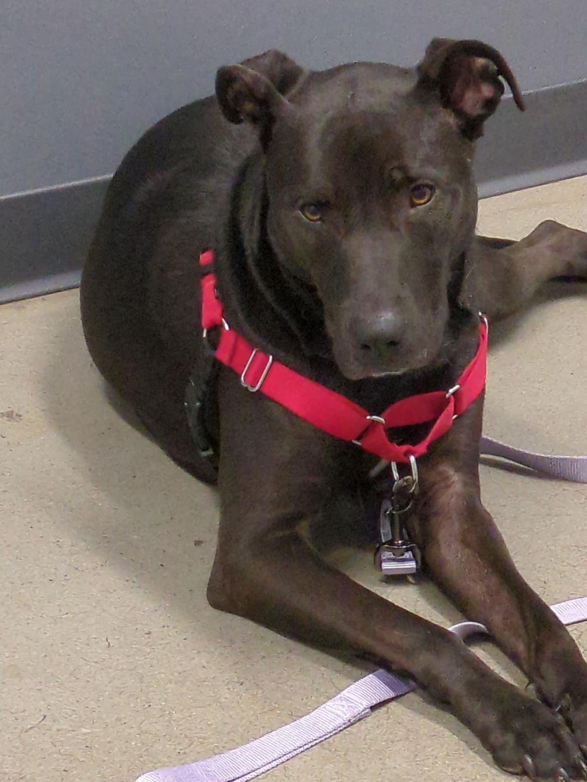 adoptable Dog in Holly Springs, NC named Luna (Courtesy)