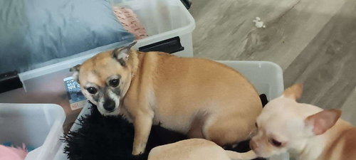 Teddy