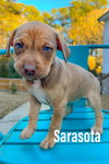 Sarasota - Sunshine Litter