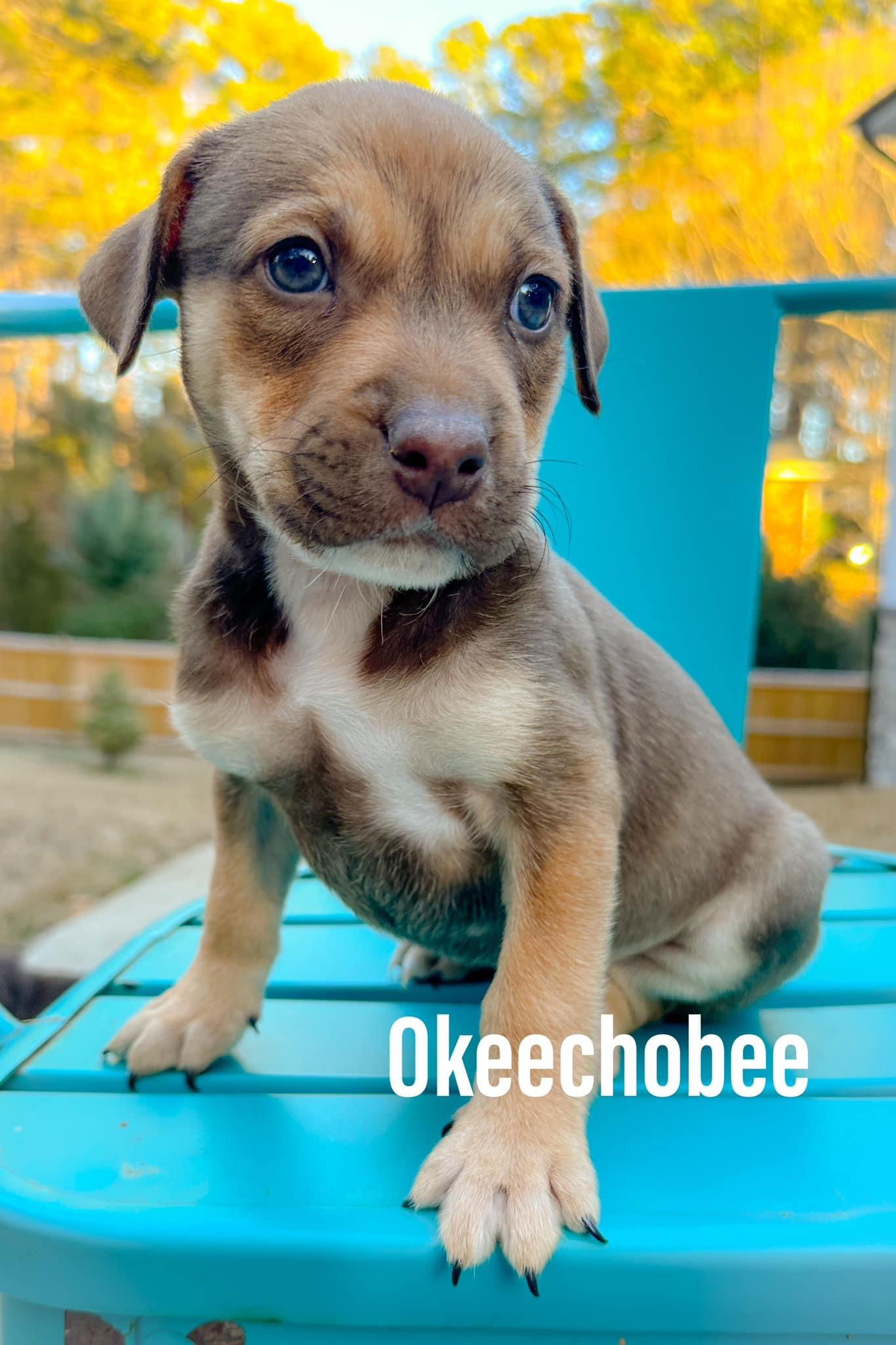 Dog for Adoption - Okeechobee - Sunshine Litter, a Terrier in Saxapahaw ...