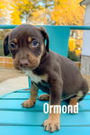 Ormond - Sunshine Litter
