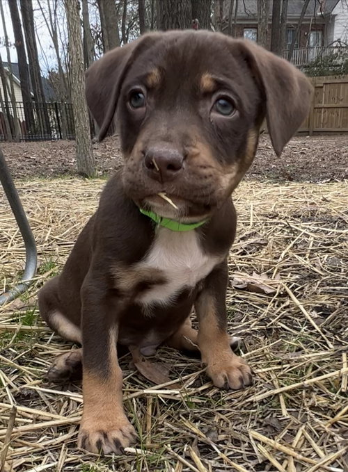 Ormond - Sunshine Litter