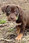 Ormond - Sunshine Litter