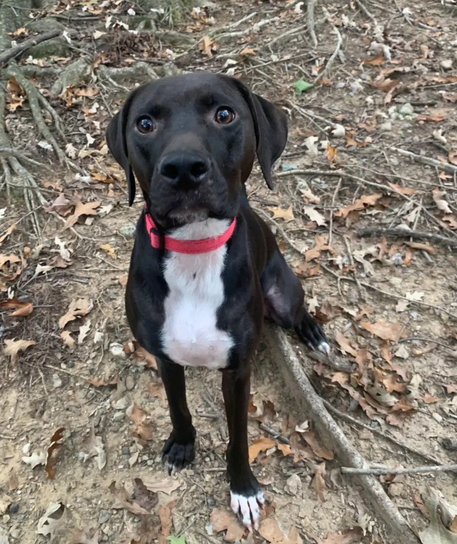 Moby - Hound