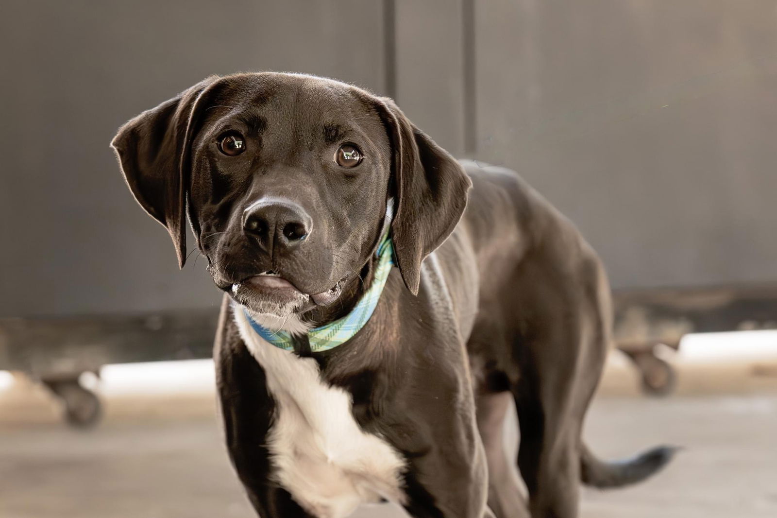 adoptable Dog in Holly Springs, NC named Moby