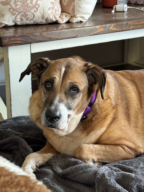 Summer (Collie mix)
