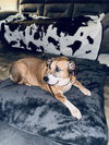 Summer (Collie mix)
