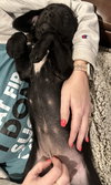 Duchess