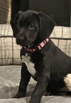 Duchess