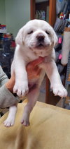 Po'Boy - Cajun Litter