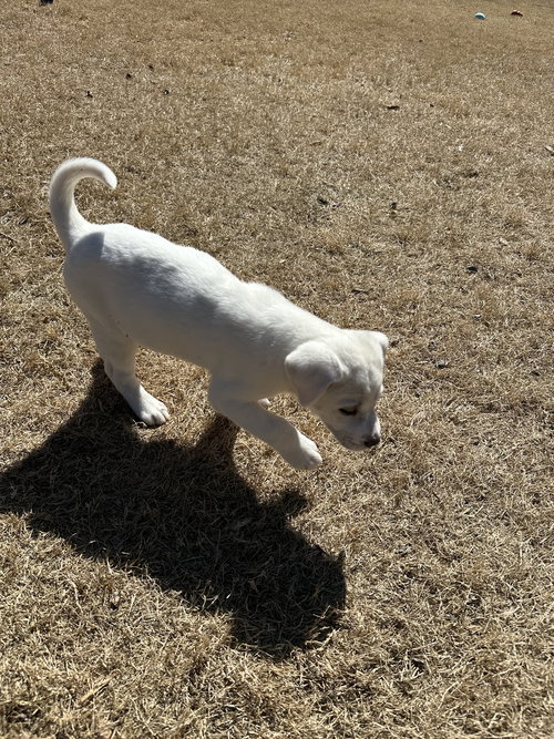 Po'Boy - Cajun Litter