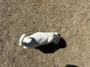 Po'Boy - Cajun Litter