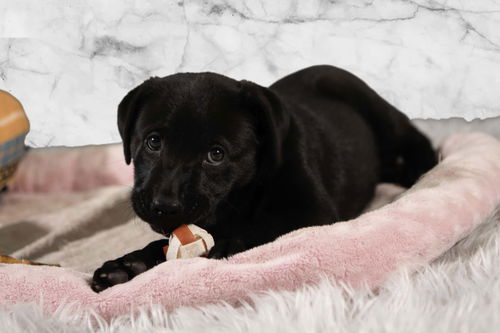 Jambalaya - Cajun Litter