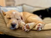 Shrimp - Cajun Litter
