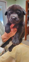 Gumbo - Cajun Litter