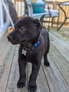 Gumbo - Cajun Litter