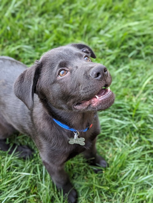 Gumbo - Cajun Litter