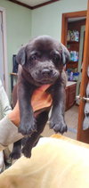 Crawdad - Cajun Litter