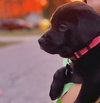 Crawdad - Cajun Litter