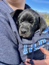 Crawdad - Cajun Litter