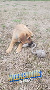Robb - Game of Thrones Litter