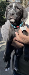 Arya - Game of Thrones Litter
