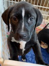 Arya - Game of Thrones Litter