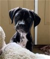 adoptable Dog in , NC named cTheo - Game of Thrones Litter