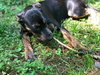 Sansa - Game of Thrones Litter