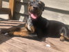 Sansa - Game of Thrones Litter