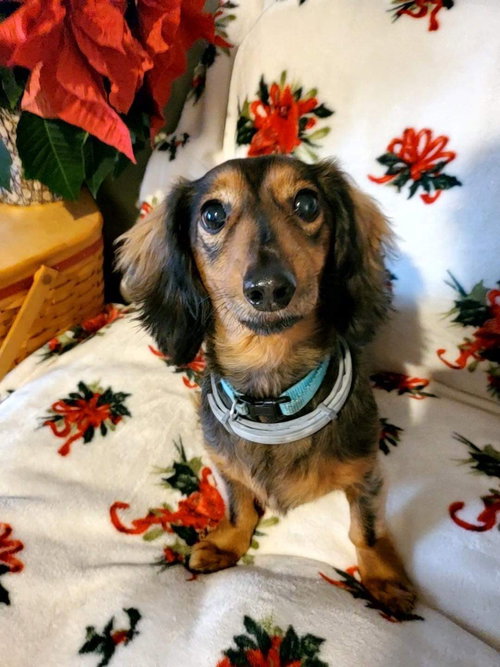 Wally