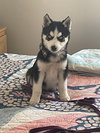 Carlos