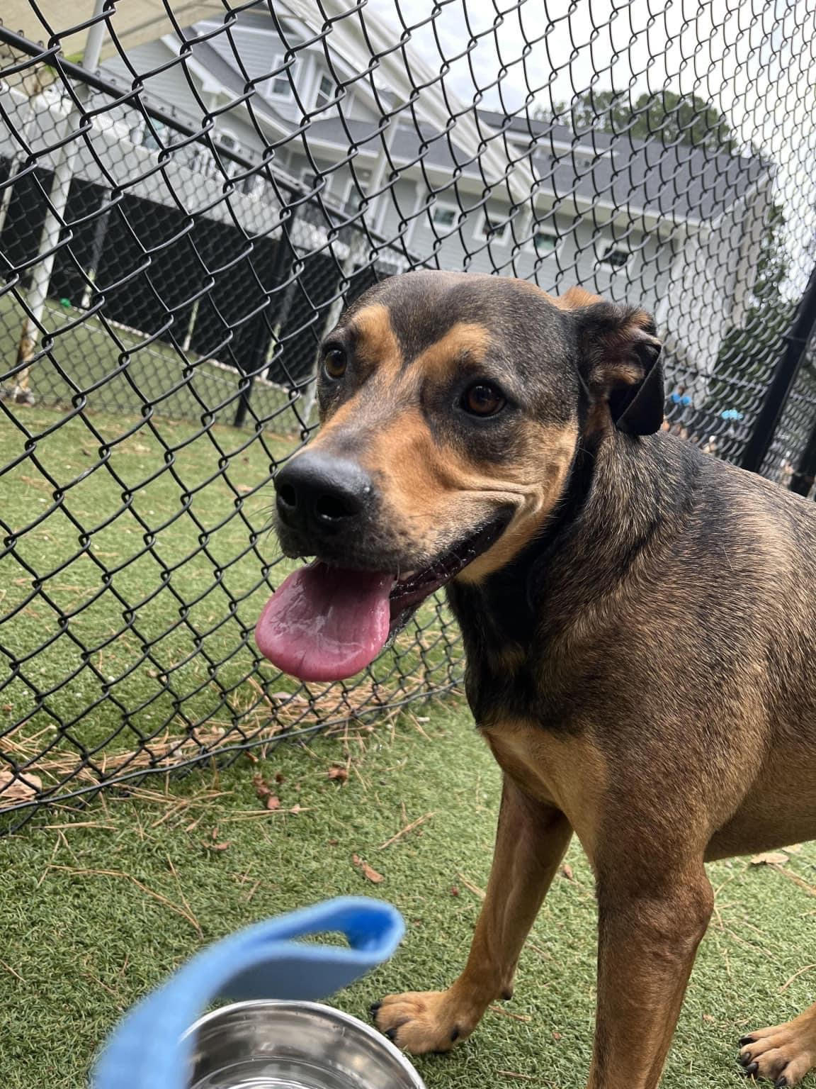 adoptable Dog in Holly Springs, NC named Max (Courtesy)